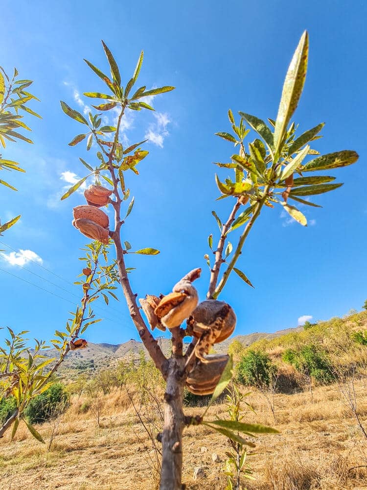 3 sovrum Hus till salu i Lubrin - 325 000 € (Ref: 9638906)