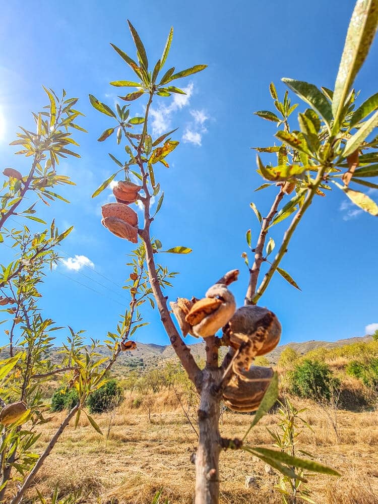 3 sovrum Hus till salu i Lubrin - 325 000 € (Ref: 9638906)