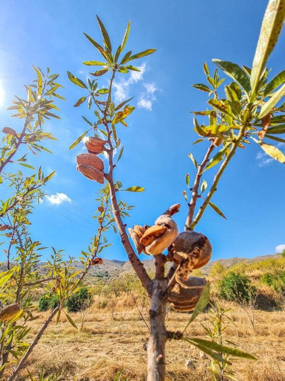 3 soveværelse Finca/Landehus til salg i Lubrin - € 325.000 (Ref: 9751951)