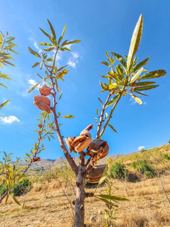 3 soveværelse Finca/Landehus til salg i Lubrin - € 325.000 (Ref: 9751951)