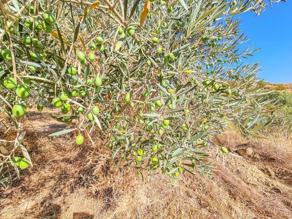 3 soveværelse Finca/Landehus til salg i Lubrin - € 325.000 (Ref: 9751951)