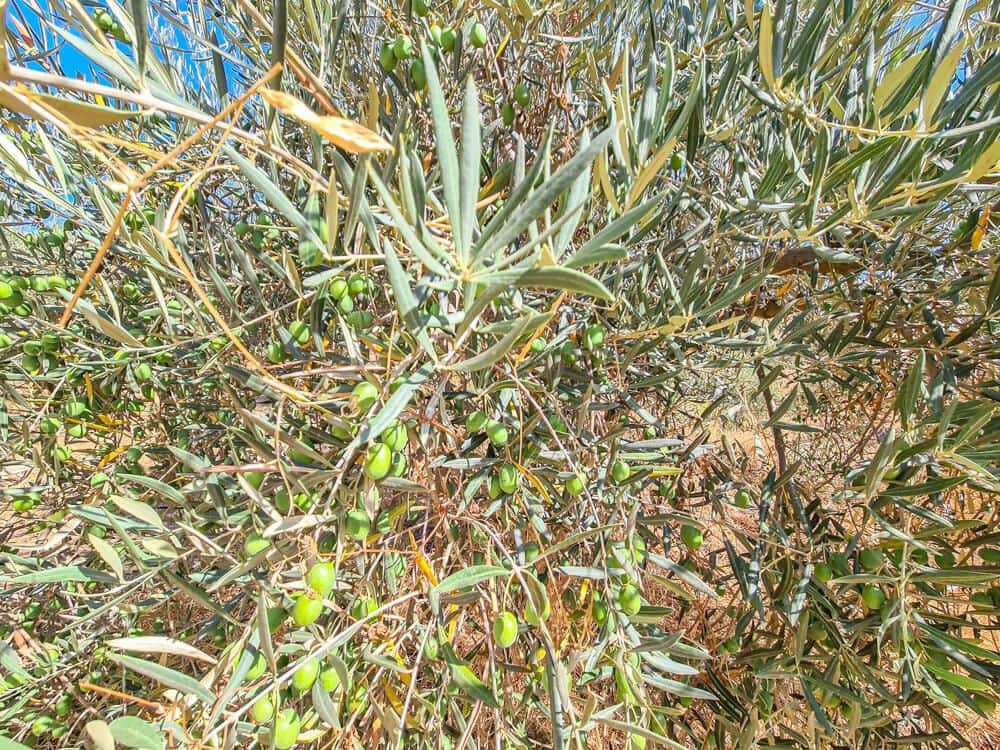 3 soveværelse Finca/Landehus til salg i Lubrin - € 325.000 (Ref: 9751951)