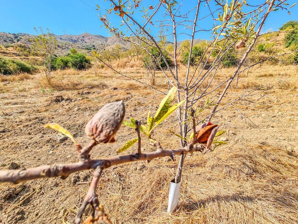 3 soveværelse Finca/Landehus til salg i Lubrin - € 325.000 (Ref: 9751951)