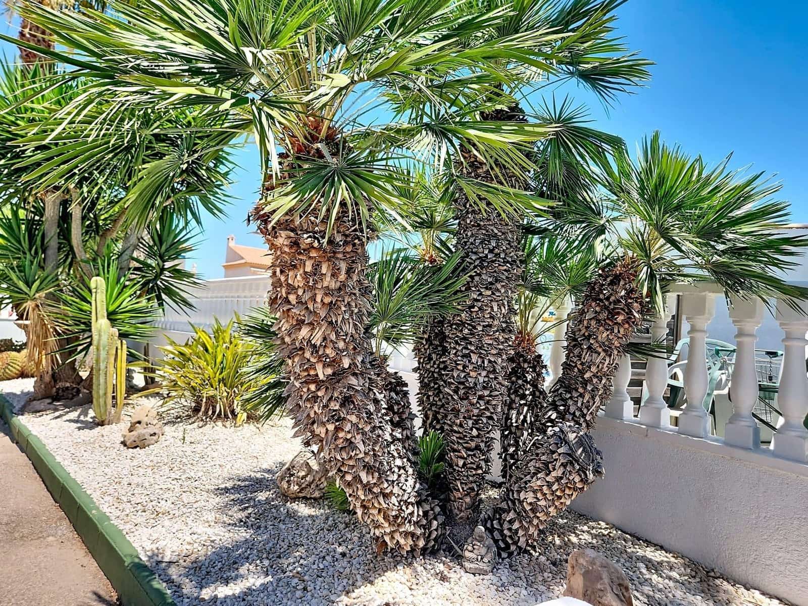 2 slaapkamer Bungalow te koop in Playa Flamenca met zwembad garage - € 199.000 (Ref: 9959781)