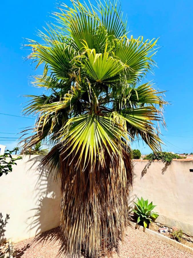 3 soverom Villa til salgs i Torrevieja - € 360 000 (Ref: 10024266)
