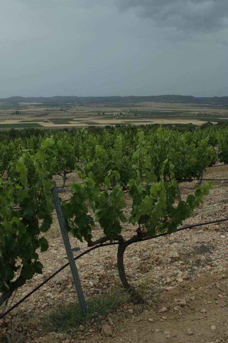 5 sypialnia Willa na sprzedaż w Yecla z basenem garażem - 774 000 € (Ref: 9541304)