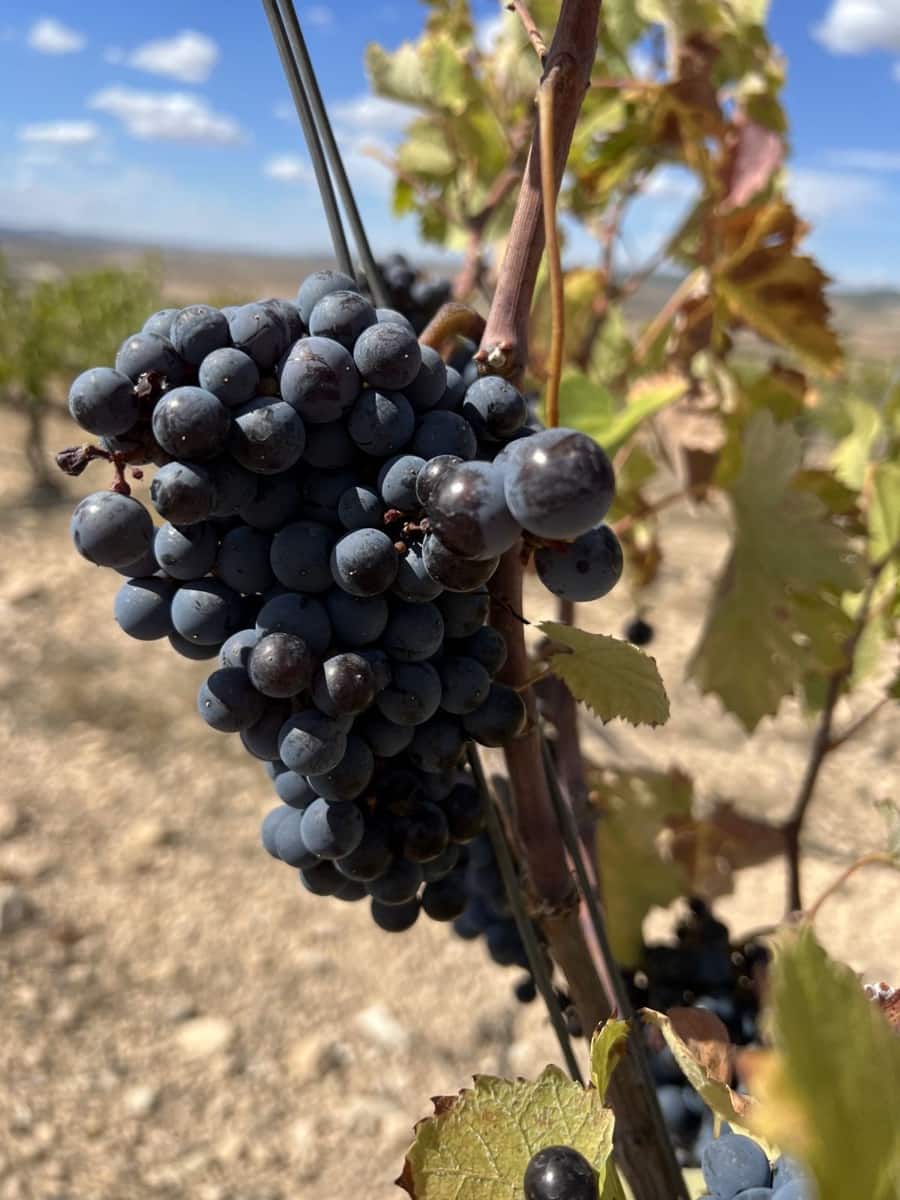 5 sypialnia Willa na sprzedaż w Yecla z basenem garażem - 774 000 € (Ref: 9541304)