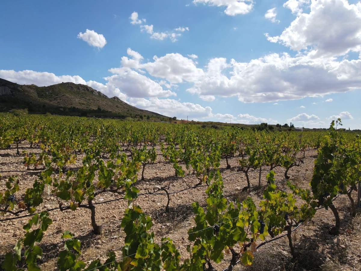 5 sypialnia Willa na sprzedaż w Yecla z basenem garażem - 774 000 € (Ref: 9541304)