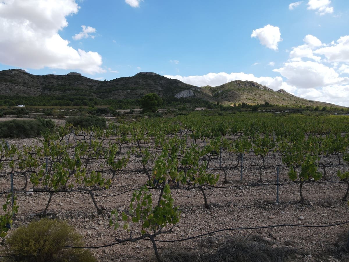 5 sypialnia Willa na sprzedaż w Yecla z basenem garażem - 774 000 € (Ref: 9541304)