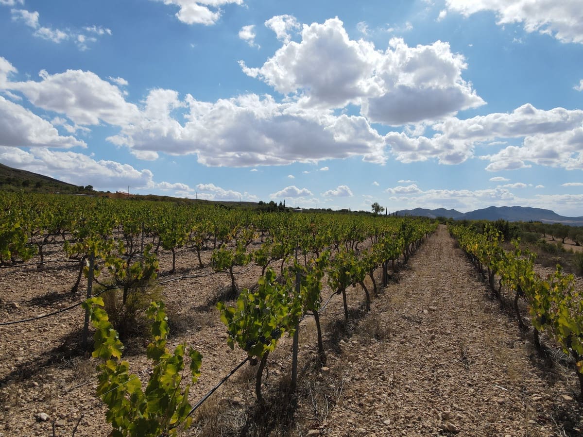 5 sypialnia Willa na sprzedaż w Yecla z basenem garażem - 774 000 € (Ref: 9541304)