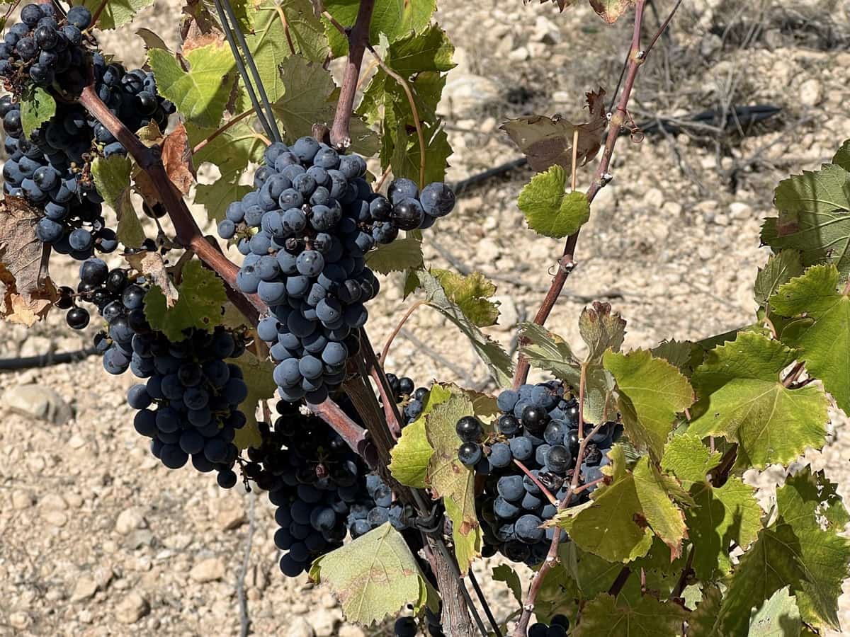 5 sypialnia Willa na sprzedaż w Yecla z basenem garażem - 774 000 € (Ref: 9541304)