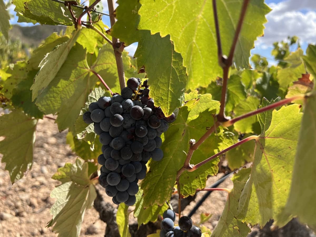 5 sypialnia Willa na sprzedaż w Yecla z basenem garażem - 774 000 € (Ref: 9541304)