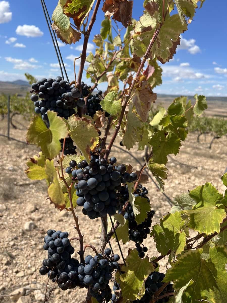 5 sypialnia Willa na sprzedaż w Yecla z basenem garażem - 774 000 € (Ref: 9541304)