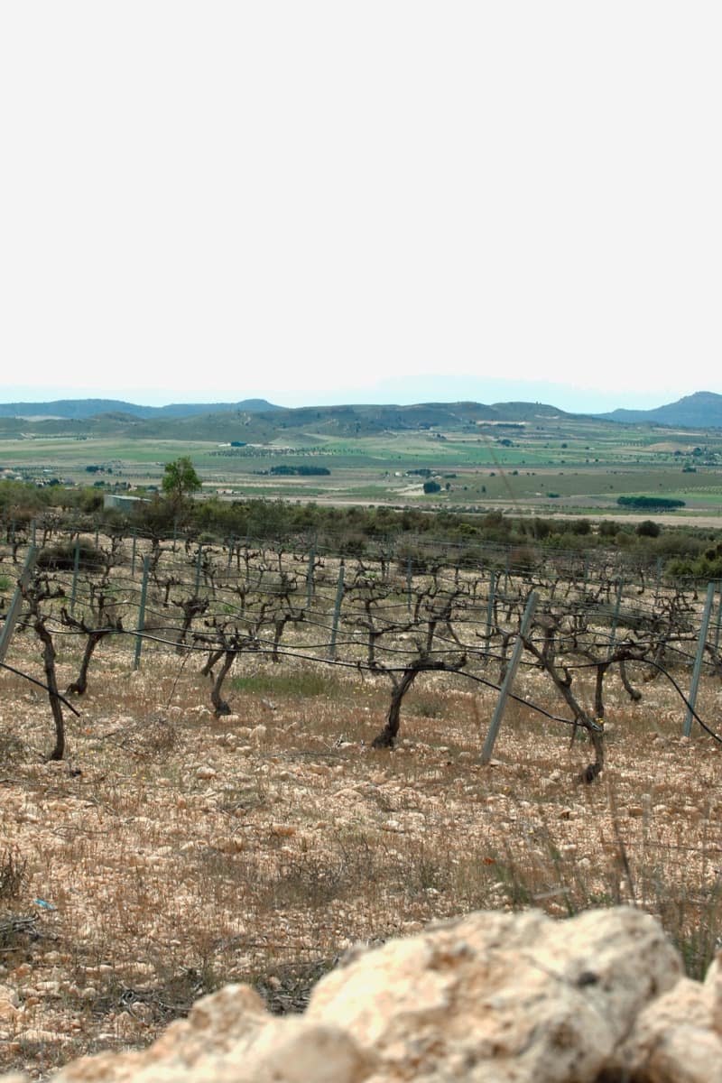 5 sypialnia Willa na sprzedaż w Yecla z basenem garażem - 774 000 € (Ref: 9541304)