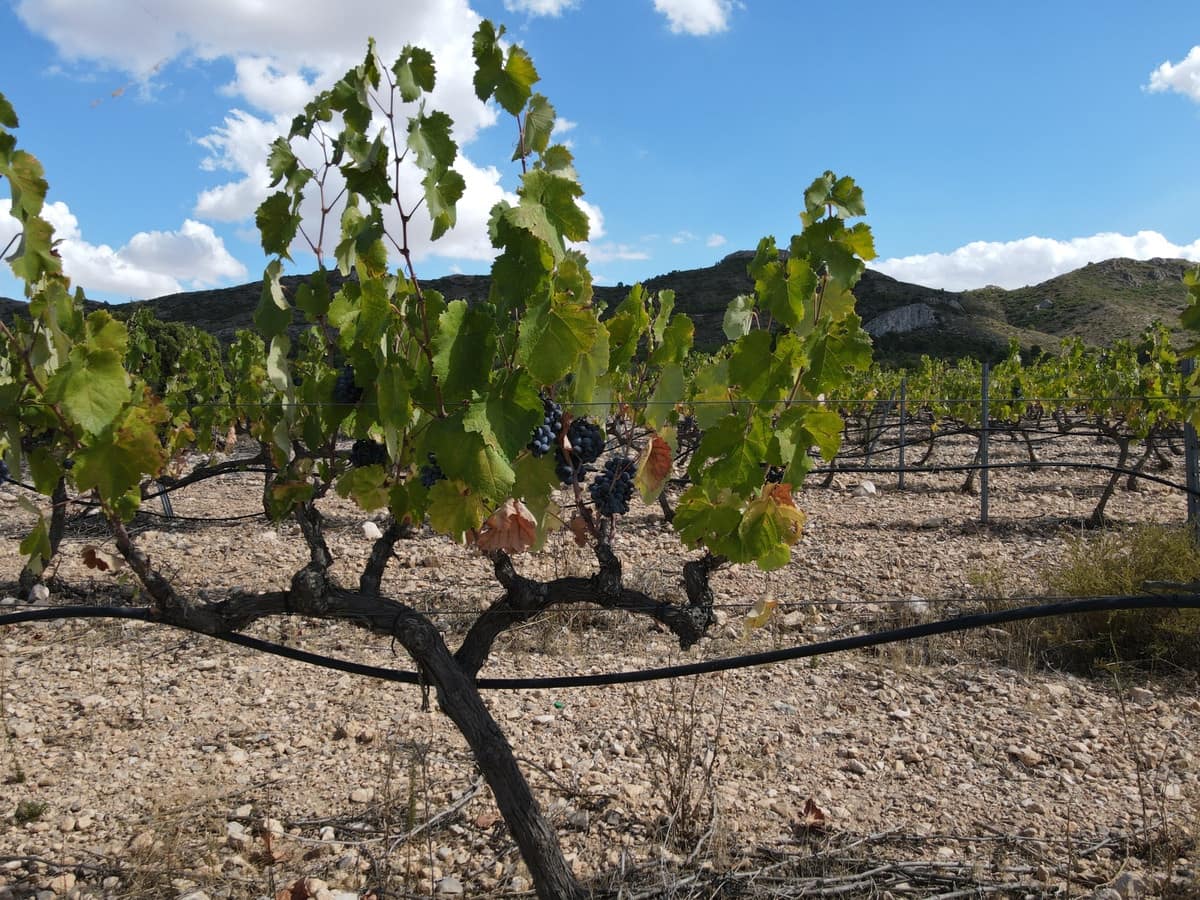 5 sypialnia Willa na sprzedaż w Yecla z basenem garażem - 774 000 € (Ref: 9541304)