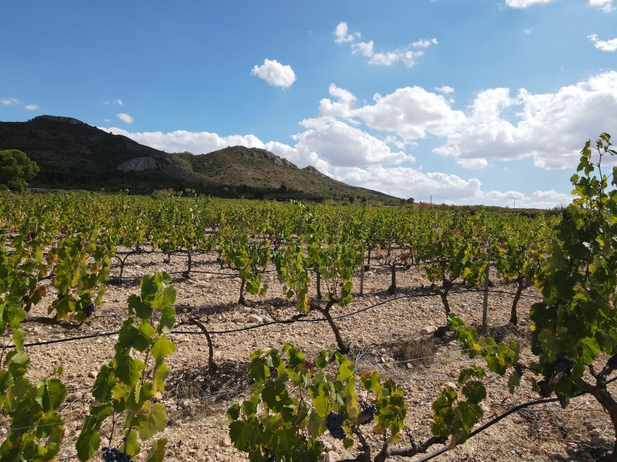 5 sypialnia Willa na sprzedaż w Yecla z basenem garażem - 774 000 € (Ref: 9541304)