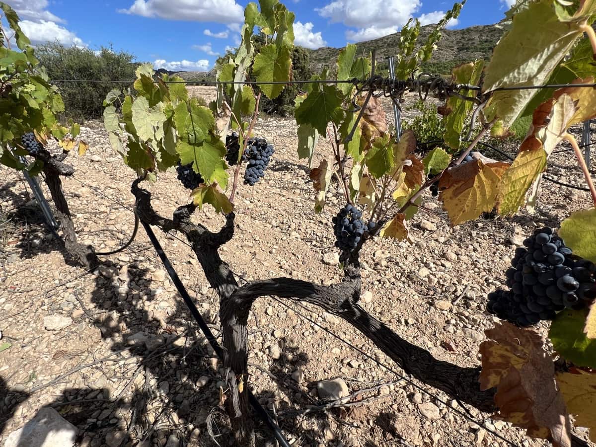 5 sypialnia Willa na sprzedaż w Yecla z basenem garażem - 774 000 € (Ref: 9541304)