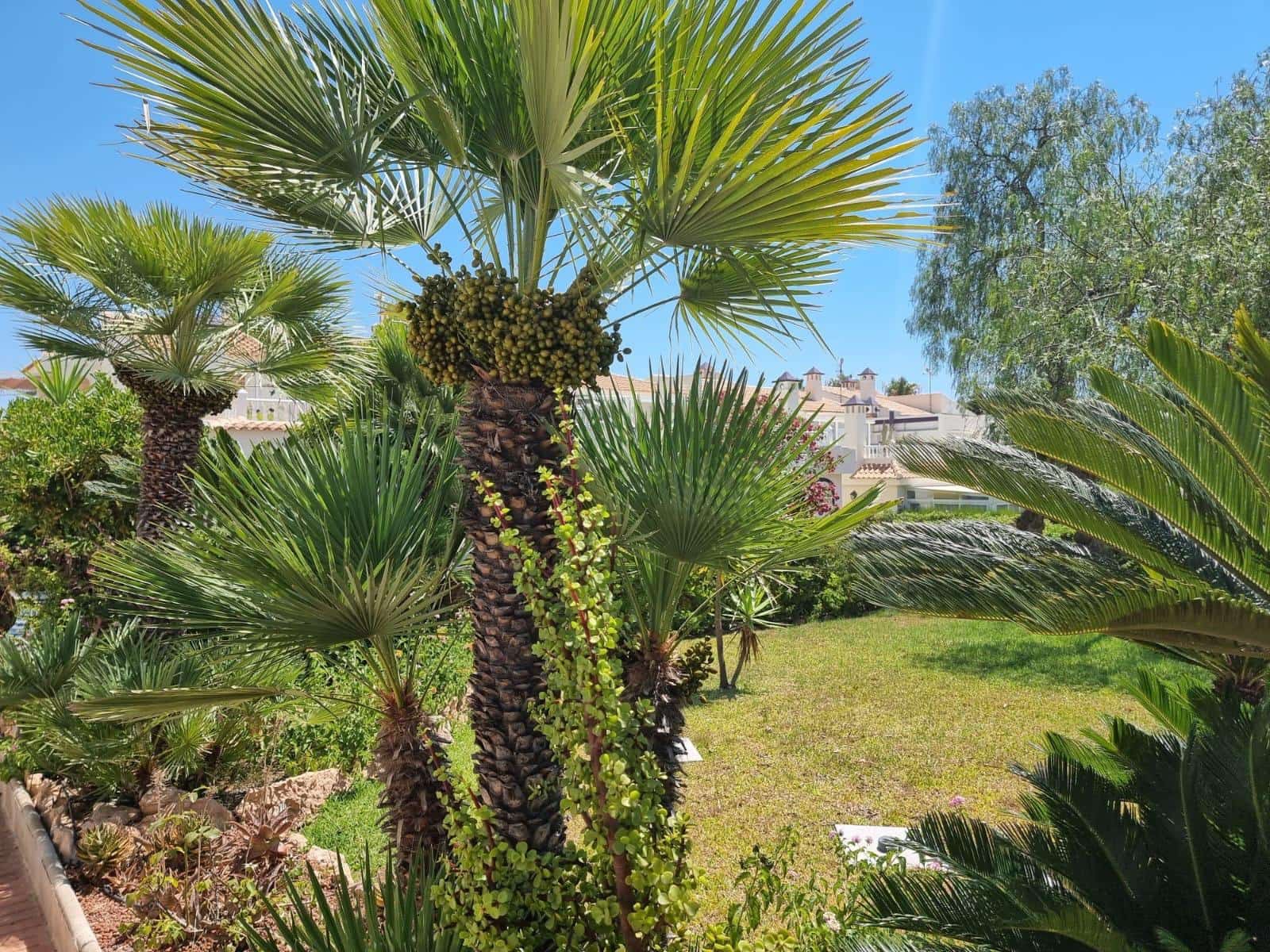 2 sovrum Lägenhet till salu i La Siesta med pool - 178 000 € (Ref: 9608692)