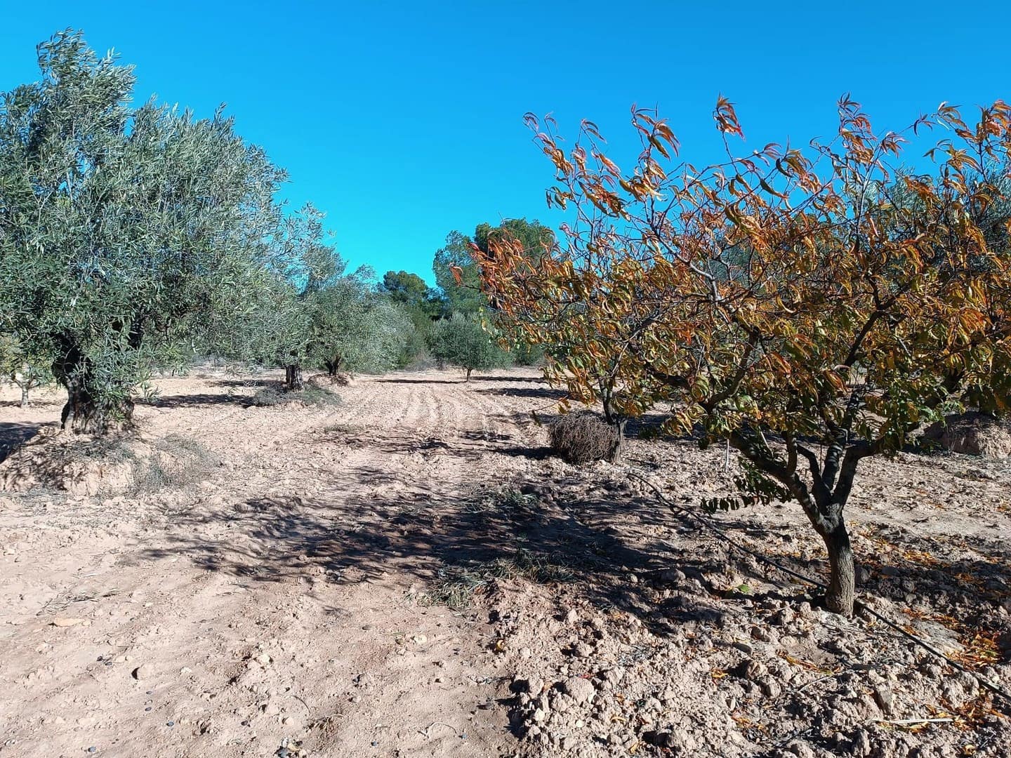 2 soverom Finca/Herregård til salgs i Yecla med garasje - € 75 000 (Ref: 9608733)