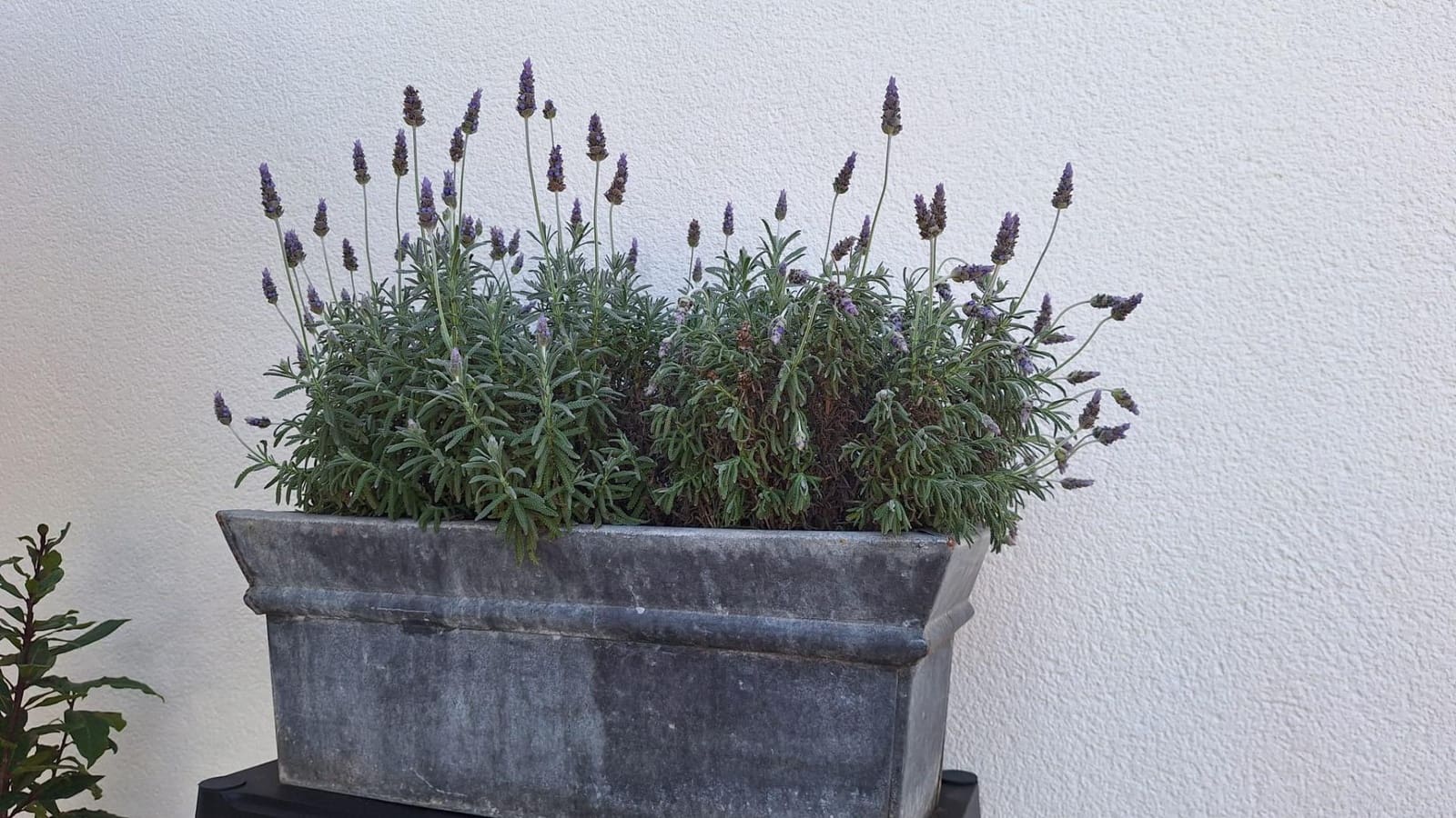 4 soverom Villa til salgs i La Siesta med svømmebasseng - € 490 000 (Ref: 9609198)