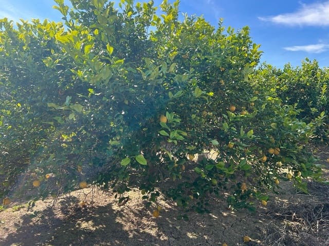 1 sypialnia Finka/Dom wiejski na sprzedaż w Los Montesinos - 190 000 € (Ref: 9690789)