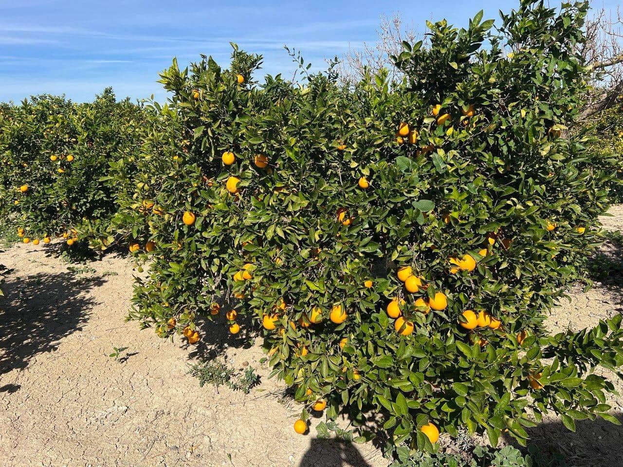 1 sypialnia Finka/Dom wiejski na sprzedaż w Los Montesinos - 190 000 € (Ref: 9690789)