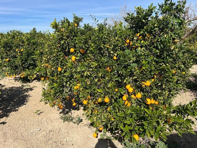 1 sypialnia Finka/Dom wiejski na sprzedaż w Los Montesinos - 190 000 € (Ref: 9690789)