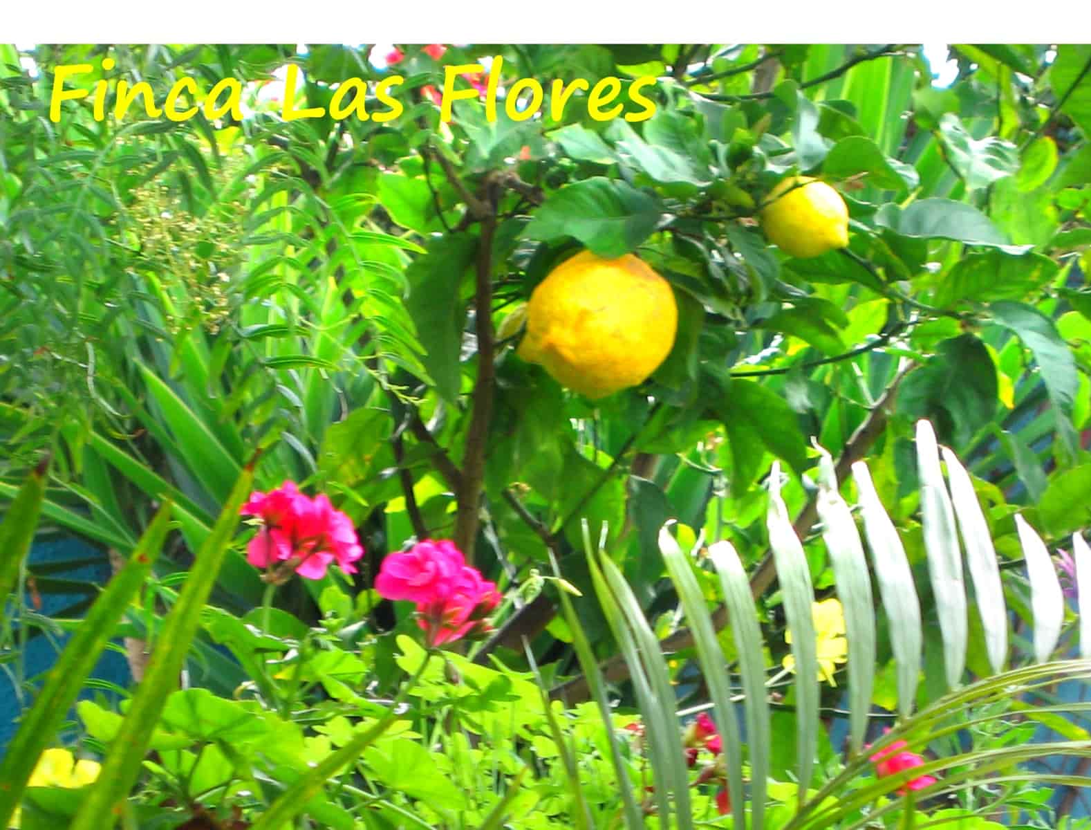 3 Zimmer Finca/Landgut zu verkaufen in Puerto de la Cruz - 350.000 € (Ref: 9518271)