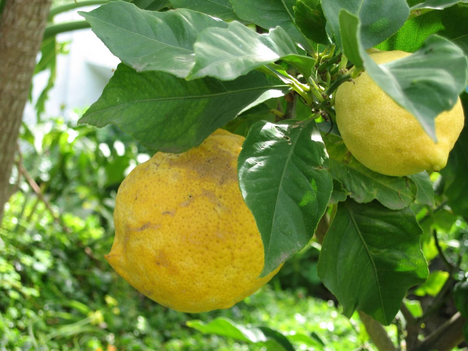 3 Zimmer Finca/Landgut zu verkaufen in Puerto de la Cruz - 350.000 € (Ref: 9518271)