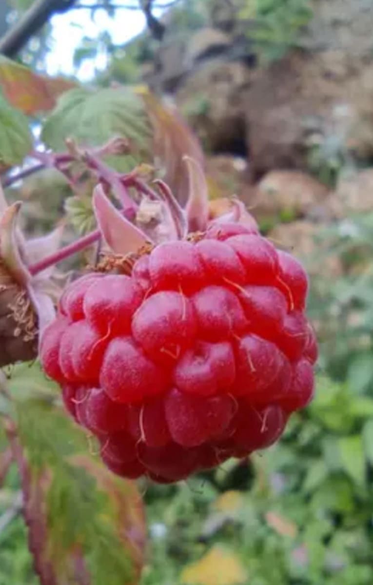 Ubebygd land til salgs i Guimar - € 24 000 (Ref: 9537800)