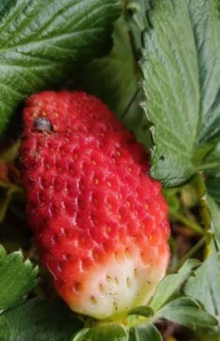 Grunde uden byggetilladelser til salg i Güímar - € 24.000 (Ref: 9537800)