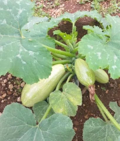 Grunde uden byggetilladelser til salg i Güímar - € 24.000 (Ref: 9537800)