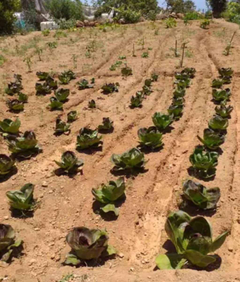 Ubebygd land til salgs i Guimar - € 24 000 (Ref: 9537800)