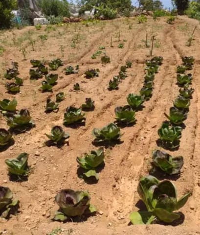 Grunde uden byggetilladelser til salg i Güímar - € 24.000 (Ref: 9537800)