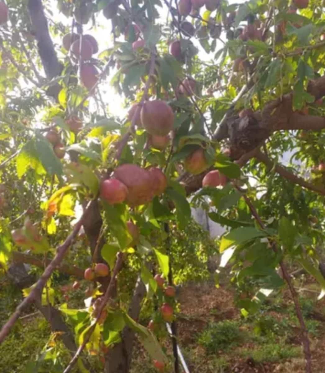 Ubebygd land til salgs i Guimar - € 24 000 (Ref: 9537800)