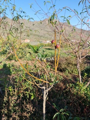 Bauplatz zu verkaufen in Buenavista del Norte - 39.000 € (Ref: 10079932)