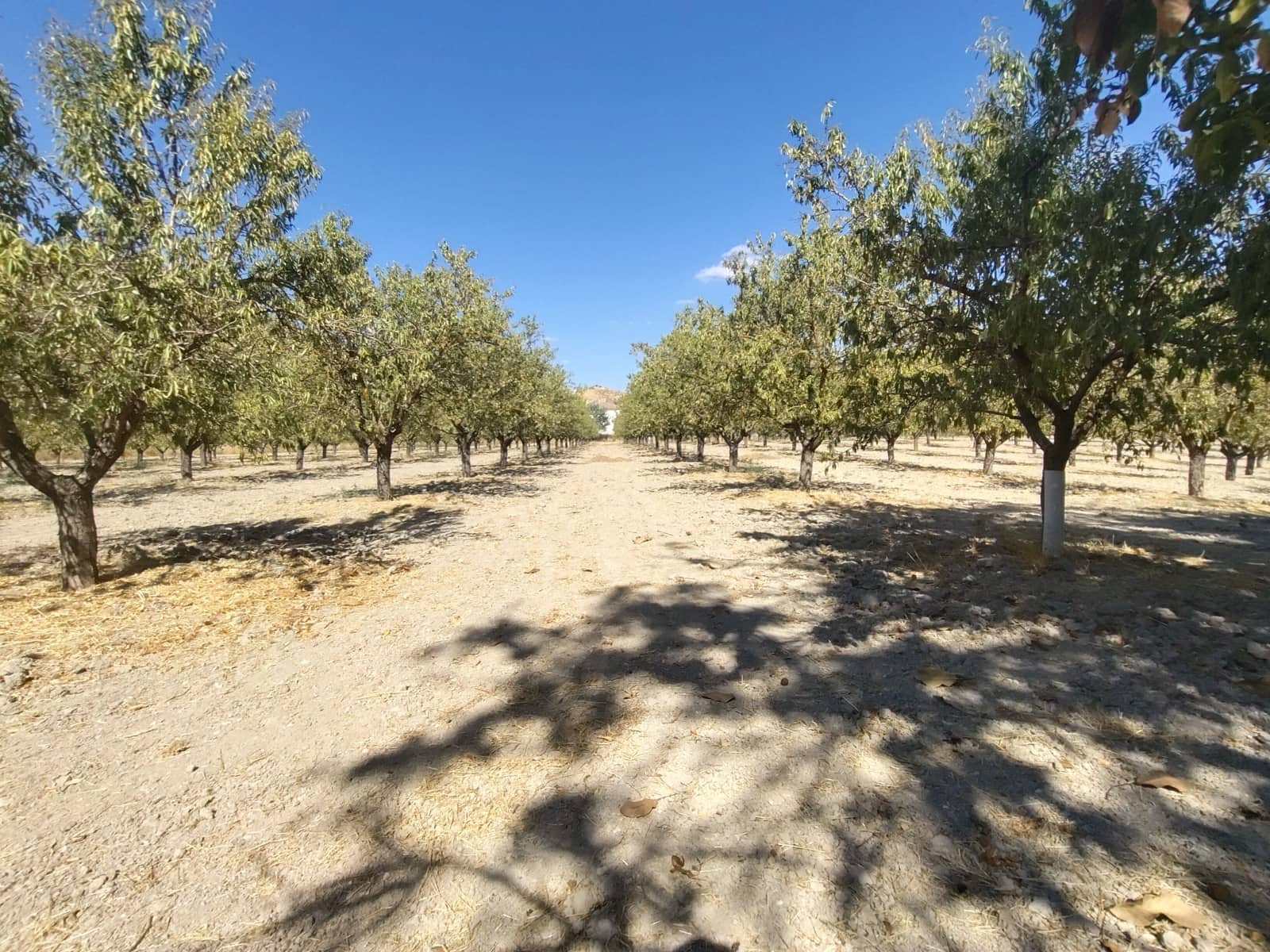 12 soveværelse Finca/Landehus til salg i Priego de Cordoba med swimmingpool - € 899.900 (Ref: 9544398)