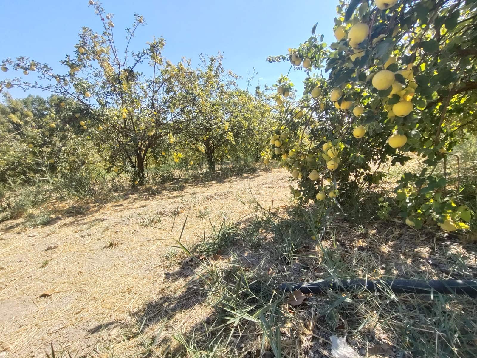 12 soveværelse Finca/Landehus til salg i Priego de Cordoba med swimmingpool - € 899.900 (Ref: 9544398)