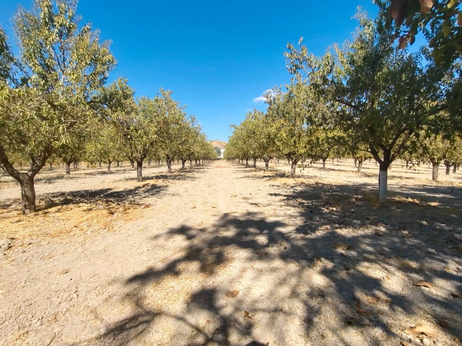 12 bedroom Finca/Country House for sale in Priego de Cordoba with pool garage - € 899,900 (Ref: 9548649)