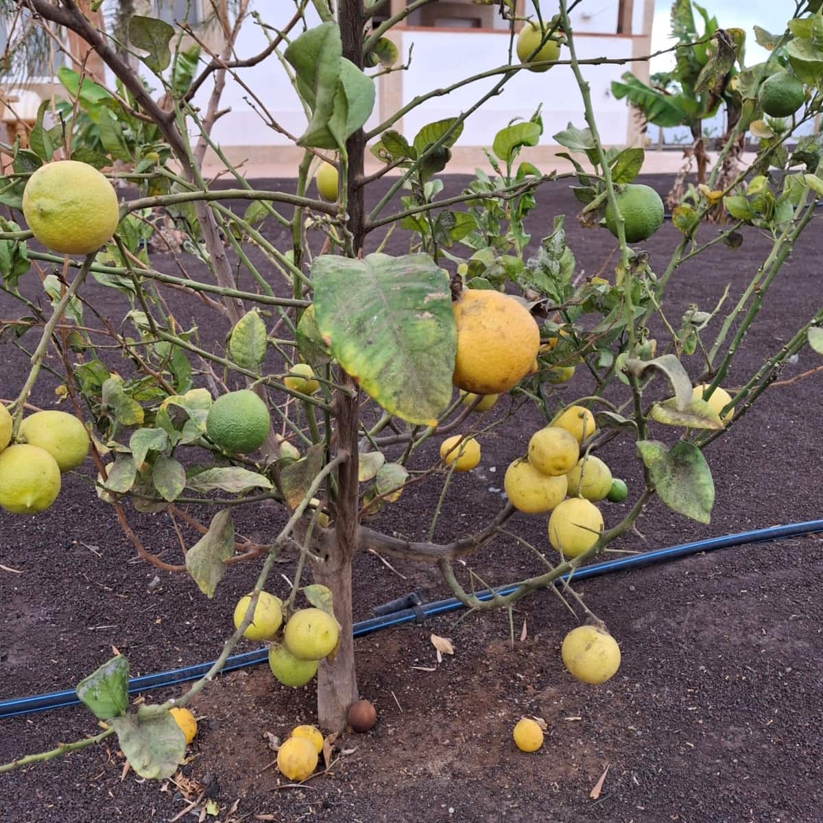 5 soveværelse Villa til salg i Tuineje med swimmingpool - € 695.000 (Ref: 9542166)