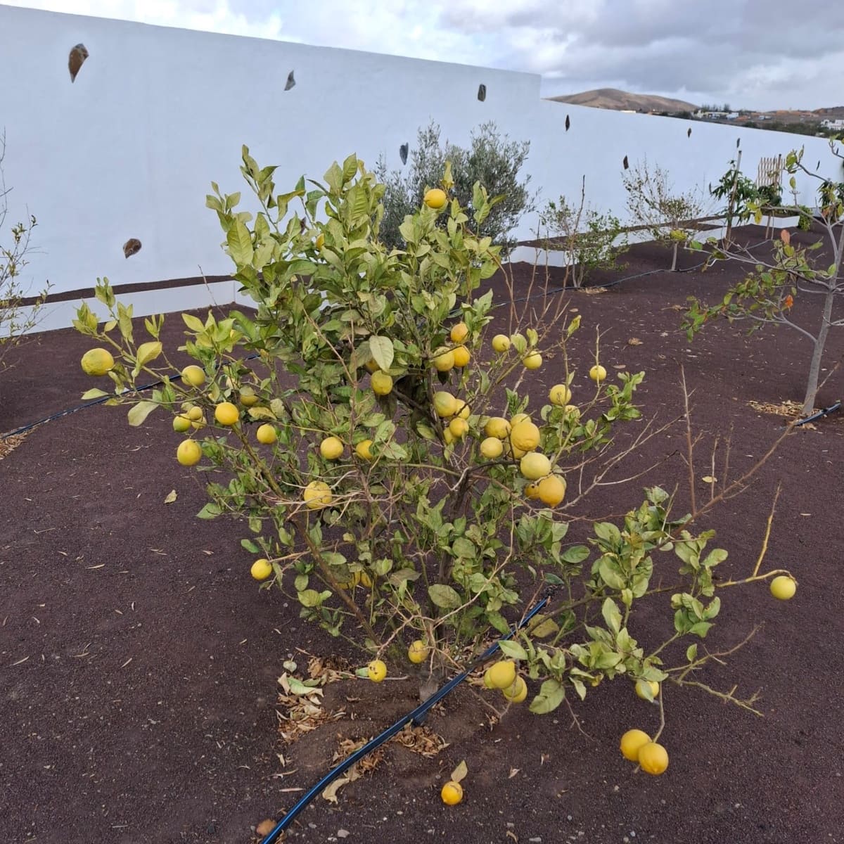 5 soveværelse Villa til salg i Tuineje med swimmingpool - € 695.000 (Ref: 9542166)