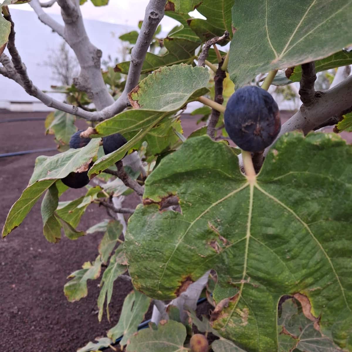 5 soveværelse Villa til salg i Tuineje med swimmingpool - € 695.000 (Ref: 9542166)