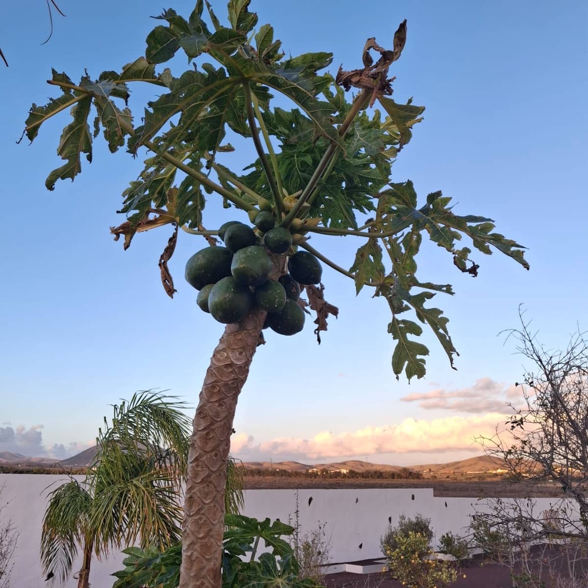 5 soveværelse Villa til salg i Tuineje med swimmingpool - € 695.000 (Ref: 9542166)