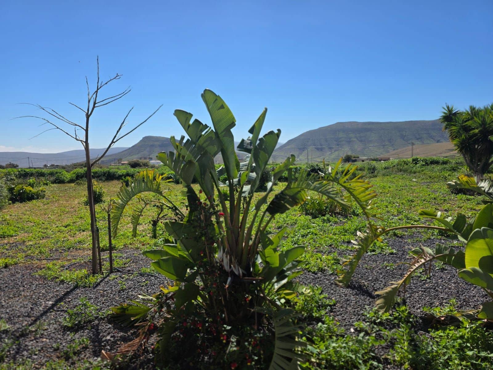 5 chambre Finca/Maison de Campagne à vendre à Puerto del Rosario avec garage - 380 000 € (Ref: 9542170)