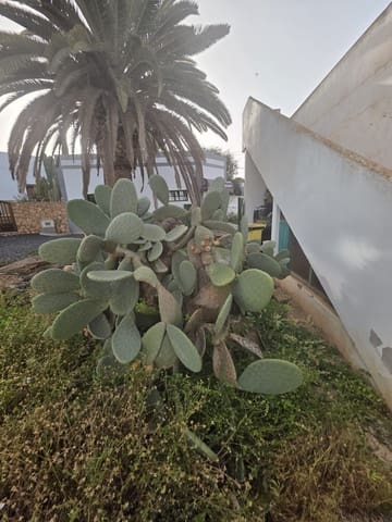 2 chambre Maison de Ville à vendre à Tetir, Puerto del Rosario - 300 000 € (Ref: 9679494)