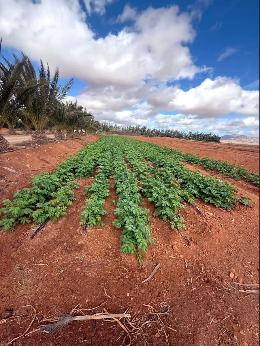 Undeveloped Land for sale in Antigua - € 450,000 (Ref: 9704544)