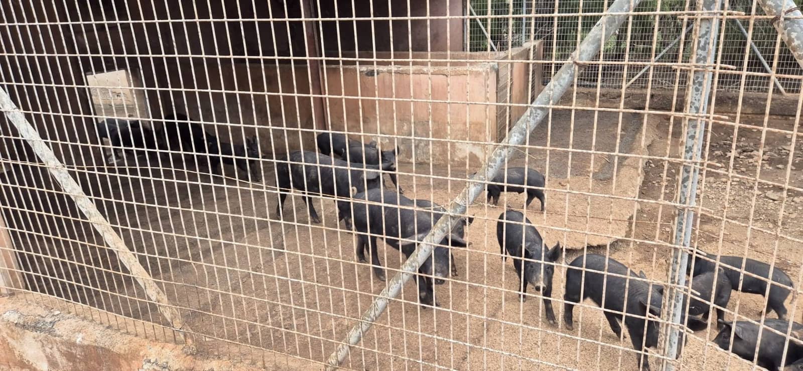 Undeveloped Land for sale in Antigua - € 450,000 (Ref: 9704544)