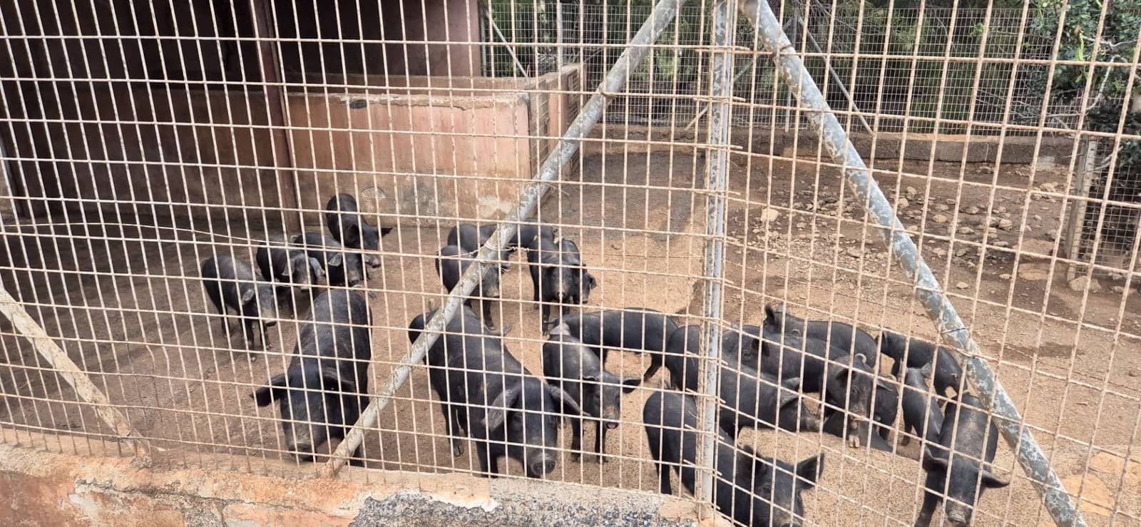 Undeveloped Land for sale in Antigua - € 450,000 (Ref: 9704544)