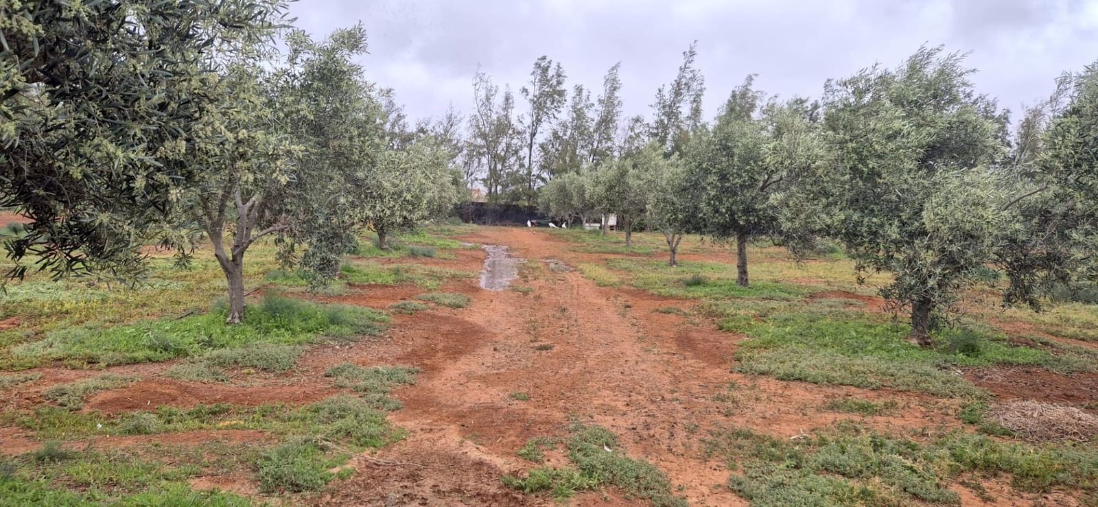 Undeveloped Land for sale in Antigua - € 450,000 (Ref: 9704544)