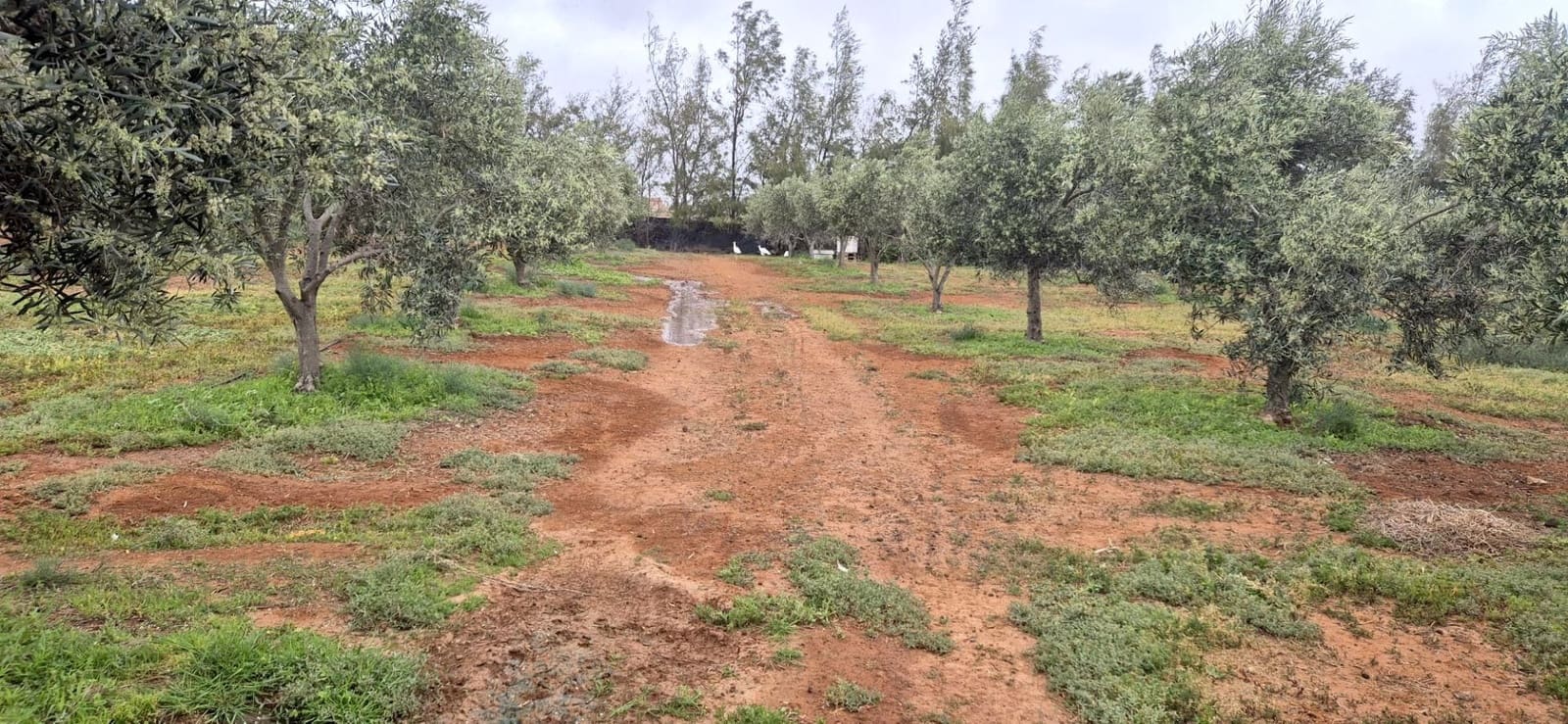 Undeveloped Land for sale in Antigua - € 450,000 (Ref: 9704544)
